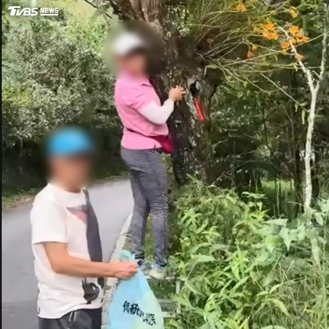 奮起湖日前驚傳珍稀蘭花險遭竊取事件,夫妻盜採「金草石斛蘭」備梯帶剪刀袋子齊全!(圖/民眾提供)