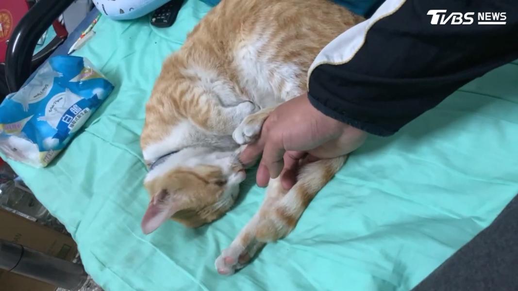 飼主收養2年的小橘貓個性溫馴不怕人,都會在住家附近活動。(圖/TVBS)