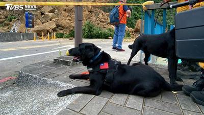 北市搜救犬Matt、Olina退役!曾赴伊朗、土耳其震災 徵求「幸福第二人生」