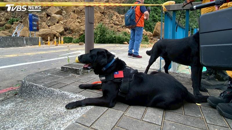 北市搜救犬Matt、Olina退役!曾赴伊朗、土耳其震災 徵求「幸福第二人生」