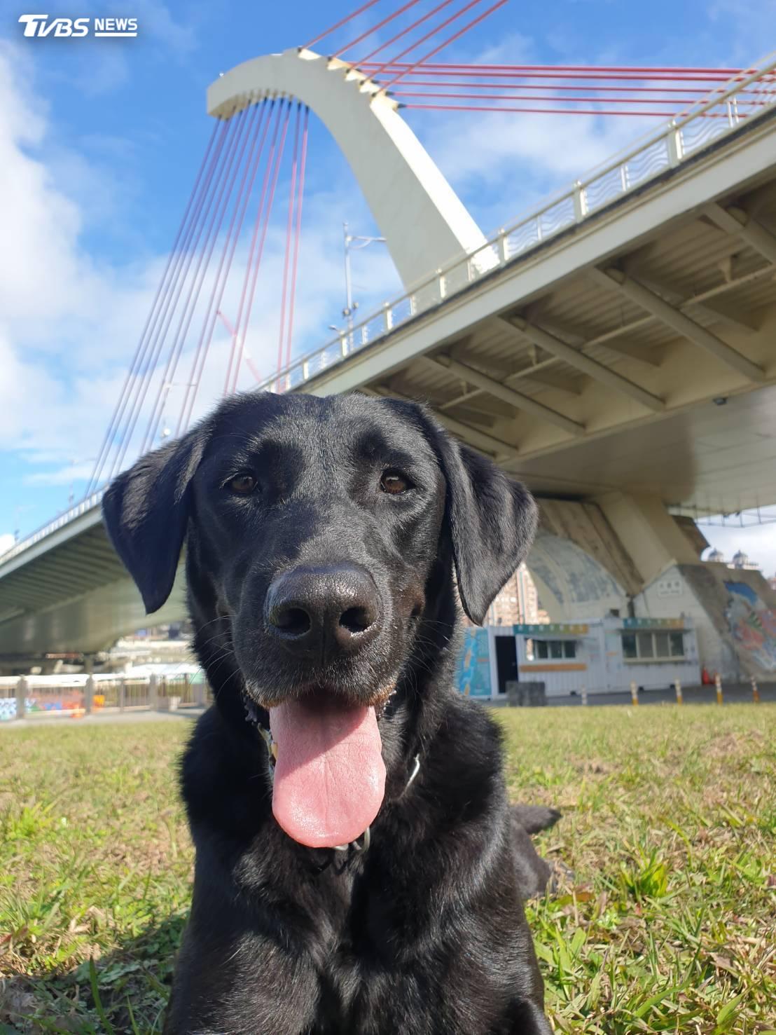這次退役的消防犬曾隨「臺北市搜救犬小組」參與伊朗震災、印尼海嘯、中國四川震災及土耳其震災等國際救援。（圖／TVBS）