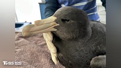 H5禽流感攻陷南澳!本土海鳥首起大量死亡 官員憂:只是開始