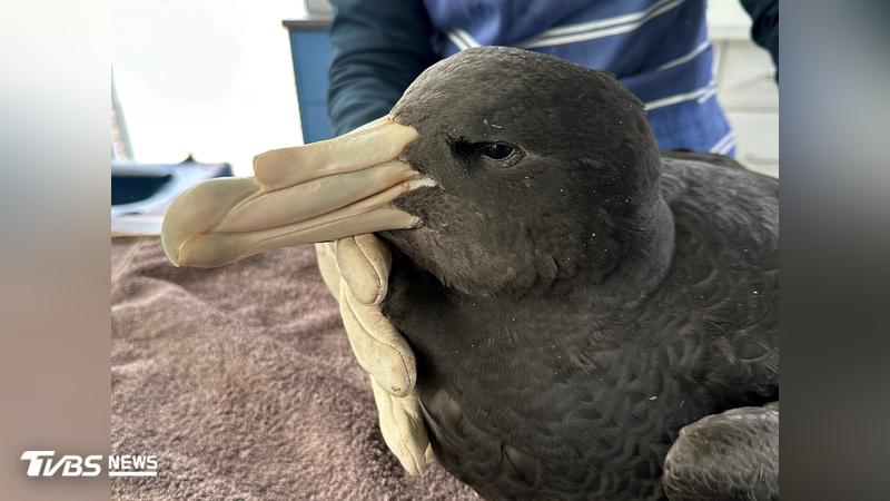 H5禽流感攻陷南澳!本土海鳥首起大量死亡 官員憂:只是開始