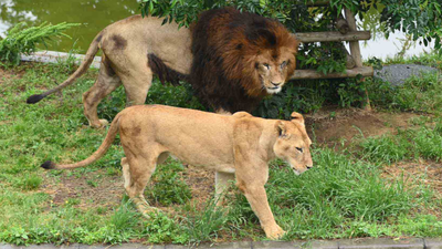撐不過酷暑日!東京多摩動物園 3頭母獅接連被熱死