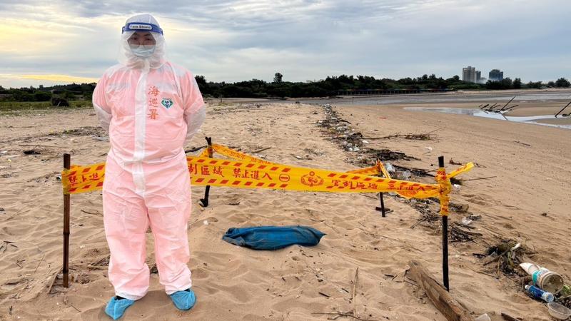 金門海漂豬再爆非洲豬瘟!農業部急公告 豬肉即起7天禁止輸台