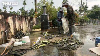 屏縣綠鬣蜥前7個月移除9萬多隻! 冠軍獵人拿走近百萬禮券