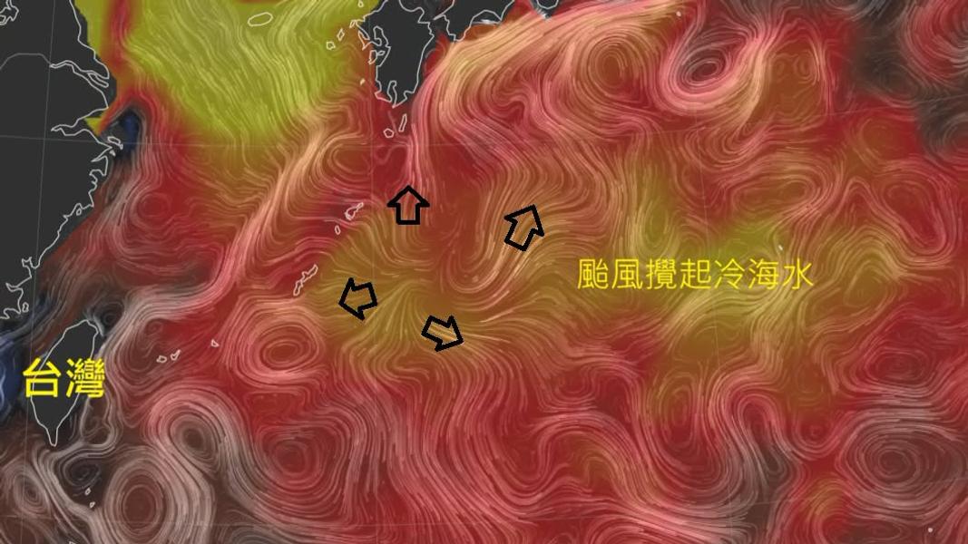 白海豚週末最近台!鄭明典示警:遇黑潮恐變強