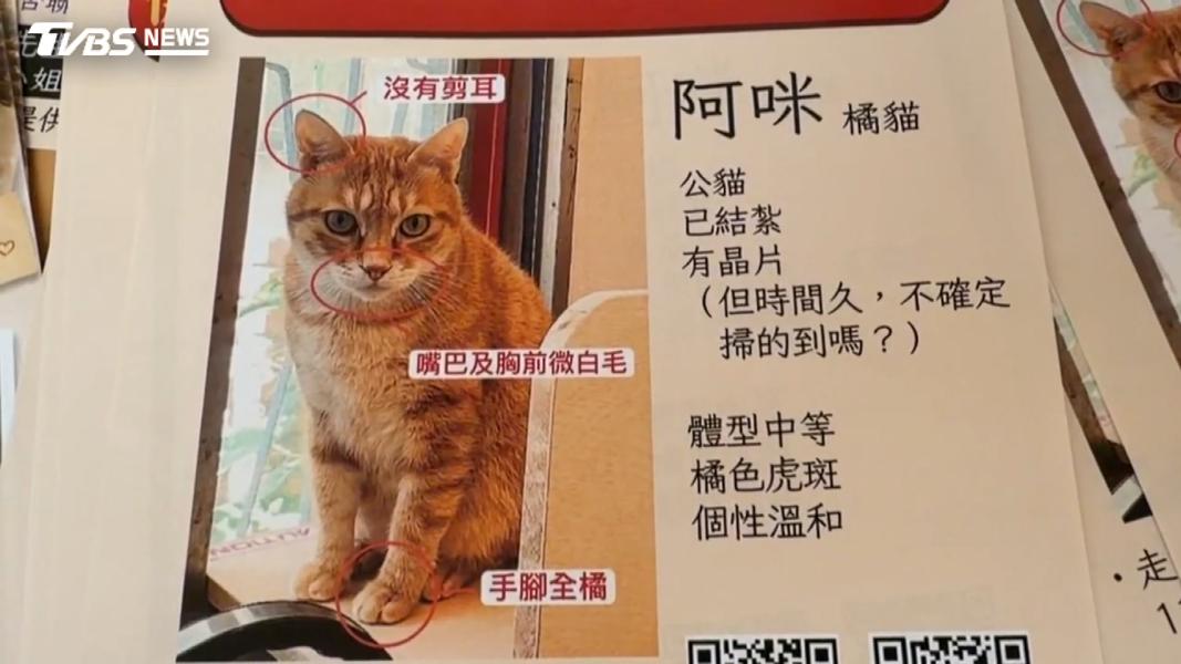 懸賞8萬找嘸貓!飼主加碼至20萬 「天使橘貓」失蹤4月全家心碎(圖/TVBS)