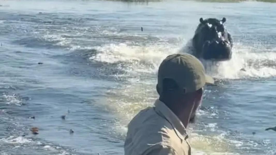 因闖入河馬領地,讓這隻龐然大物怒氣衝衝地朝觀光船追殺過來。(圖/翻攝自紐約郵報)
