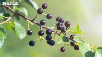 不是藍莓!專家曝「1神級水果」抗氧化效果高3倍 台灣這裡買