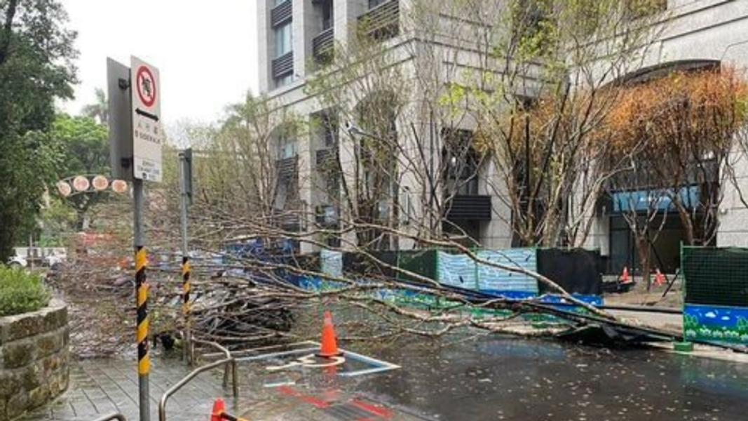 白海豚強風襲擊北市!連爆路樹倒塌3區受害