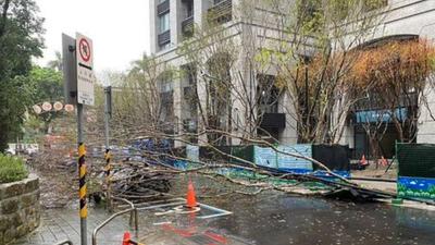 白海豚強風!北市中山、大安今晨路樹連倒 15公尺巨樹橫躺馬路