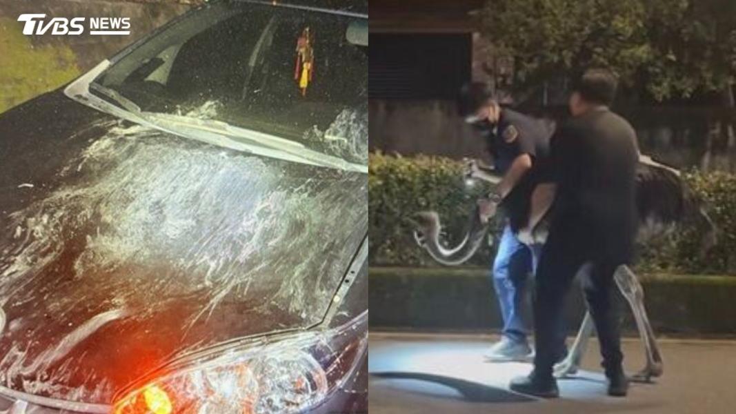 鴕鳥逃家大馬路狂奔!汽車挨撞引擎蓋凹了