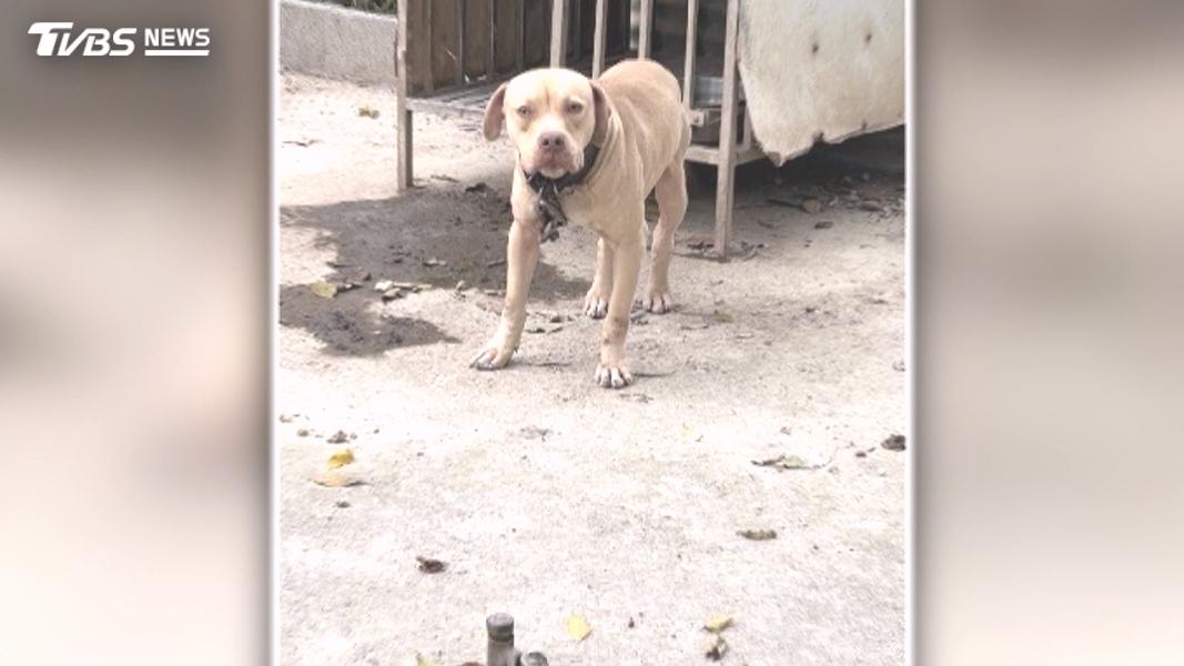 檢舉比特犬繁殖場!愛媽控動保處拖1個月 再訪「狗籠全空了」