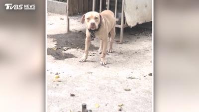 檢舉比特犬繁殖場!愛媽控動保處拖1個月 再訪「狗籠全空了」