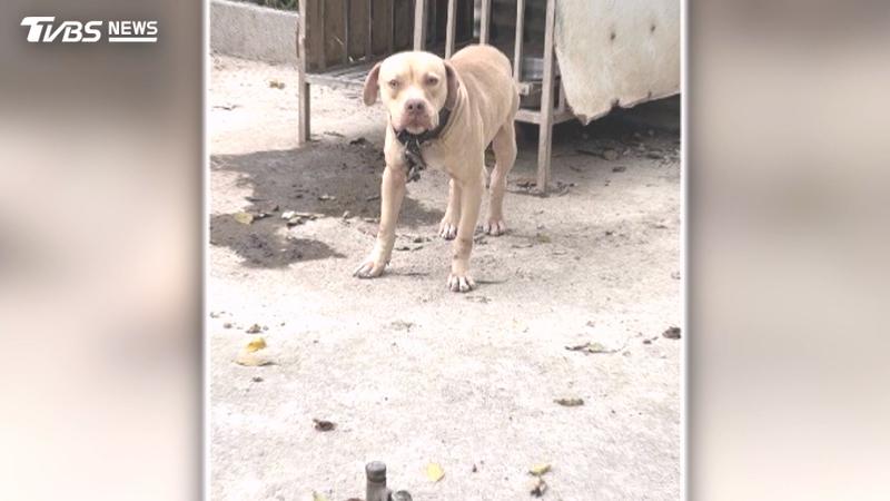 檢舉比特犬繁殖場!愛媽控動保處拖1個月 再訪「狗籠全空了」