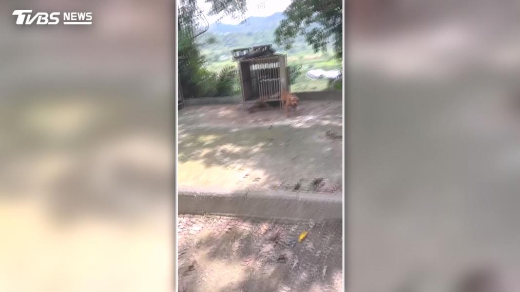 檢舉比特犬繁殖場!愛媽控動保處拖1個月 再訪「狗籠全空了」(圖/TVBS)