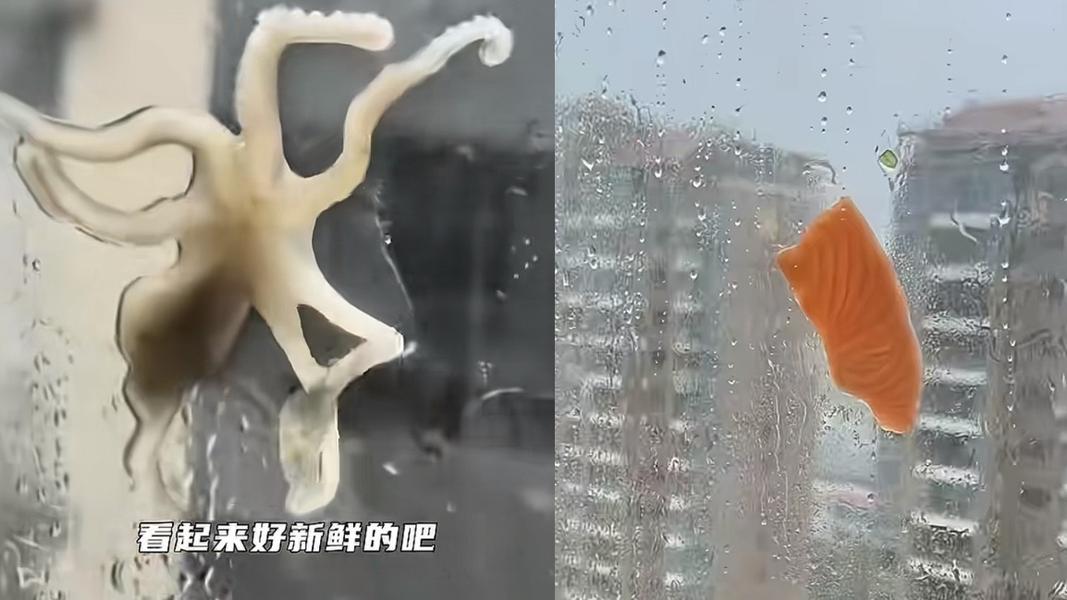 白海豚狂掃浙江!生魚片、活章魚新鮮貼窗