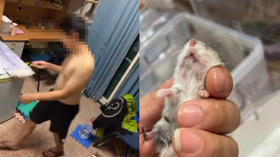 男大生「點火、穿刺剪斷四肢」涉虐殺倉鼠 竟還錄取名校研究所