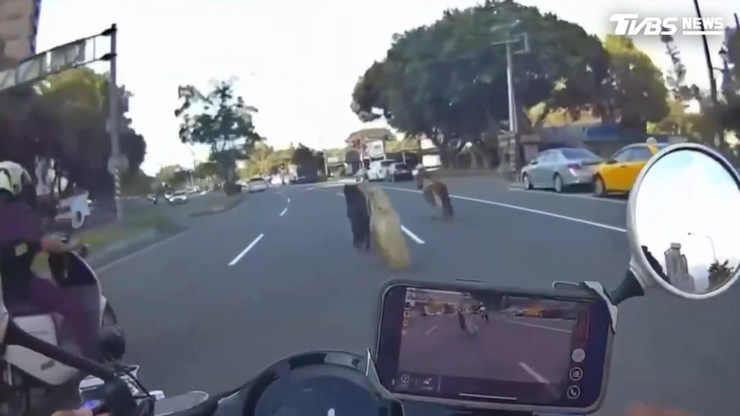 迷你馬揪伴逛大街 在馬路狂奔 險釀車禍