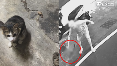 曾揚言殺貓! 控鄰居深夜投毒虐殺 飼主怒:2貓接連死亡