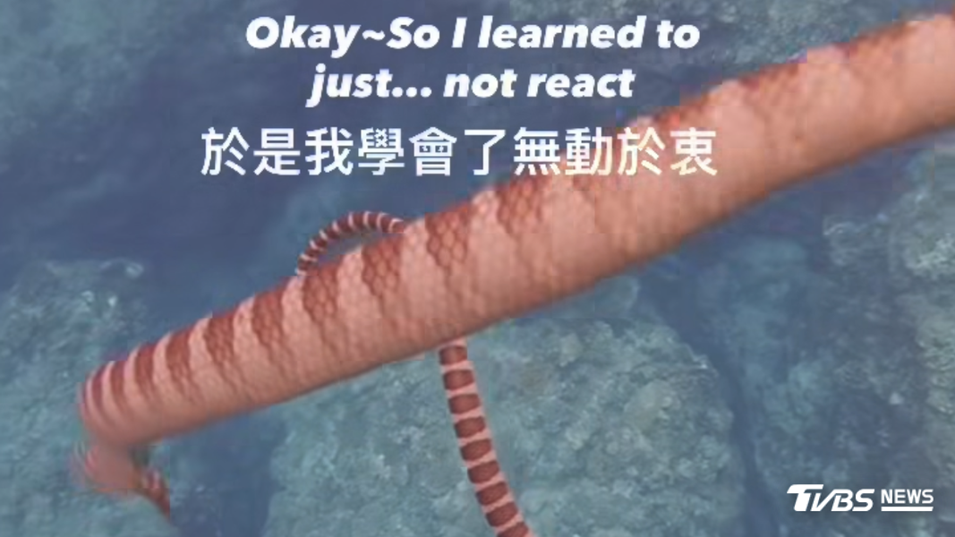 海蛇多半溫和害羞,不會主動攻擊。(圖/脆友jerry091718 | EgoLimit Freediving)