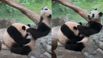 動物園驚見「無碼不雅片」!大貓熊交疊肉搏 網笑:復育有望了