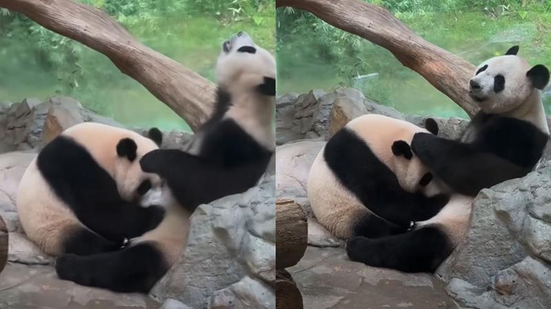 動物園驚見「無碼不雅片」!大貓熊交疊肉搏 網笑:復育有望了