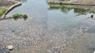 5千公斤魚屍噩夢重演?高雄後勁溪再現「死魚潮」 恐怖畫面曝