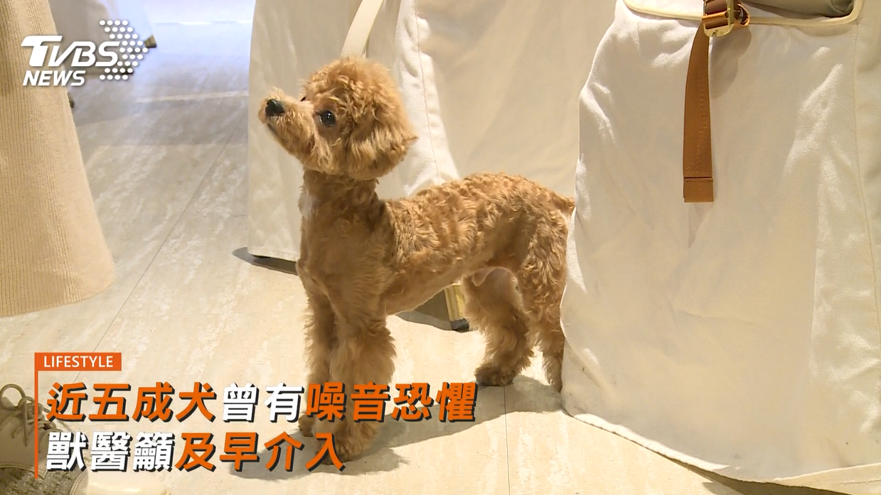 (圖/TVBS)