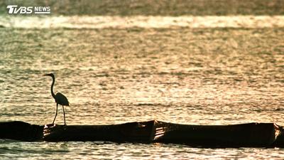 海面漂滿香腸?巴西竟拿「人類剪掉的頭髮」攔截漏油 守護海洋生態