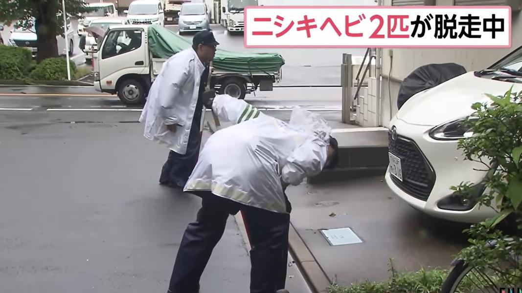 日本神奈川2條2公尺長蟒蛇脫逃!遊走住宅區 警搜索中