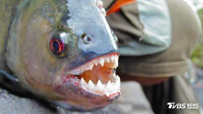 美8歲男童湖便釣魚 收竿驚見「滿口利牙」食人魚