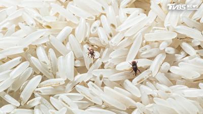 米袋封緊仍全是蟲?農業部曝「卵早藏裡面」:1動作輕鬆滅絕