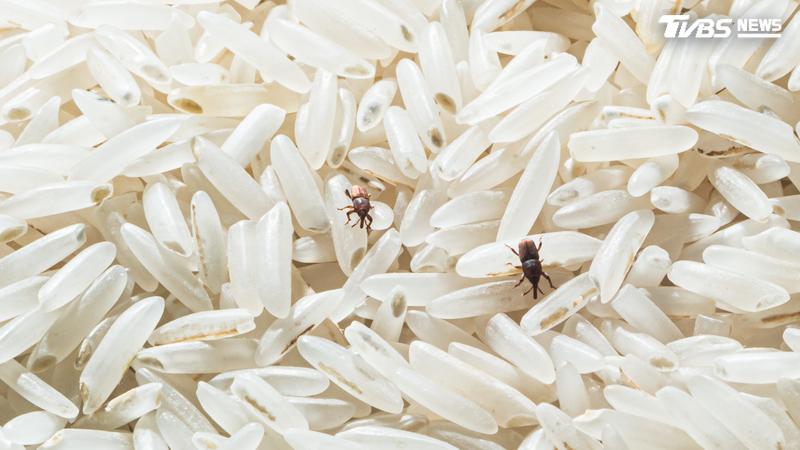 米袋封緊仍全是蟲?農業部曝「卵早藏裡面」:1動作輕鬆滅絕
