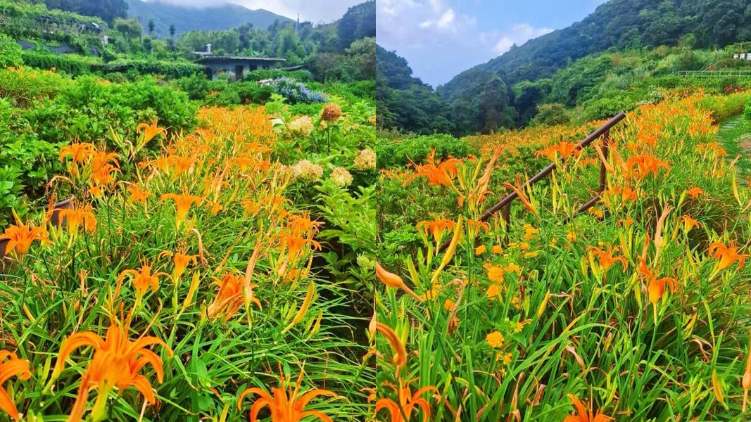 曹家花田香保留梯田地景與百年老宅風貌,成為竹子湖非常具有特色的賞花景點。(圖/翻攝自曹家花田香臉書)
