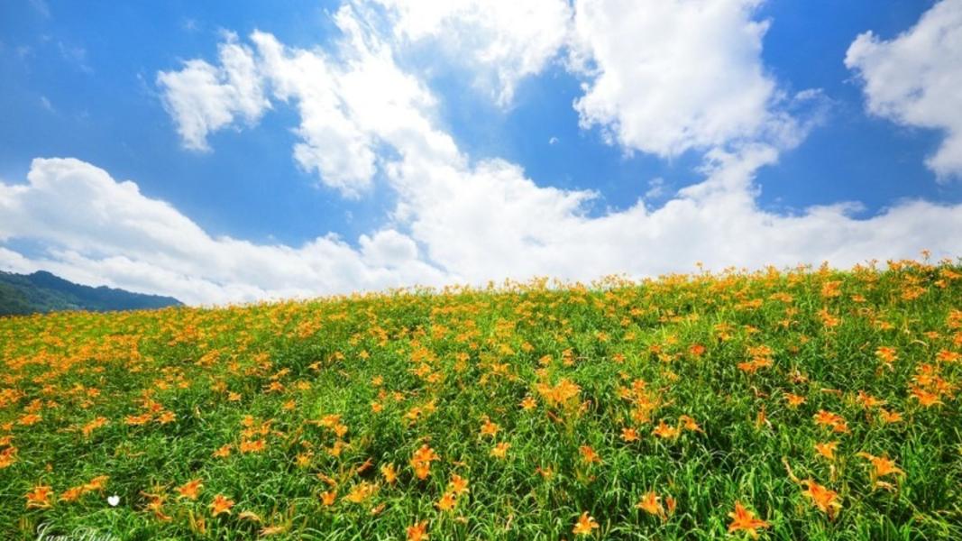 大湖的社寮角金針花廊道種植綿延近千公尺面積的金針花海,沿著堤防就能邊散步邊賞花。(圖/翻攝自苗栗文化觀光旅遊網)