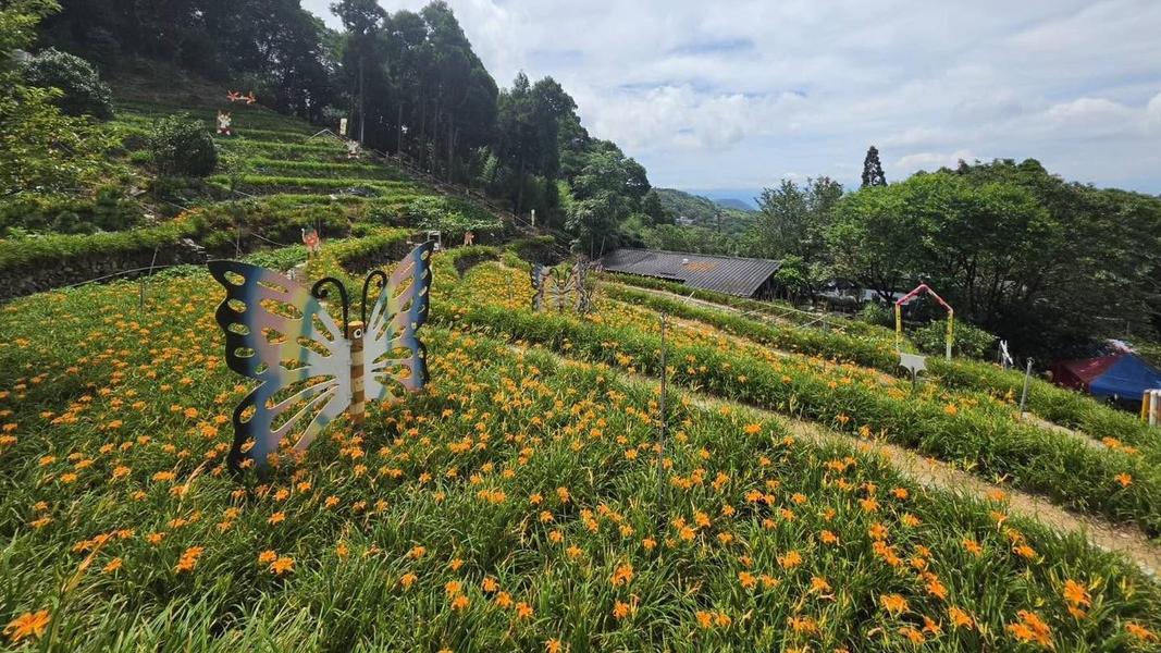 台北陽明山竹子湖也是賞花的熱門選項,特別引進高山品種,讓民眾能欣賞夏末盛開的金針花。(圖/翻攝自竹子湖故鄉金針花農園臉書)