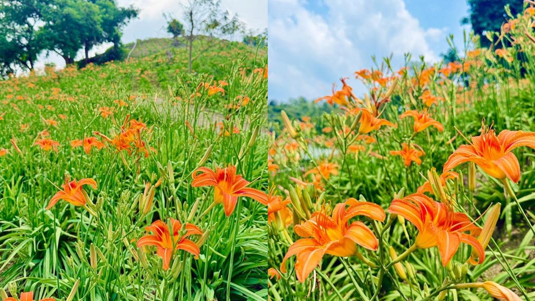 位於嘉義阿拉伯的粉紅村是園主阿拉伯先生多年打造的私人花園。(圖/翻攝自阿拉伯的粉紅村臉書)