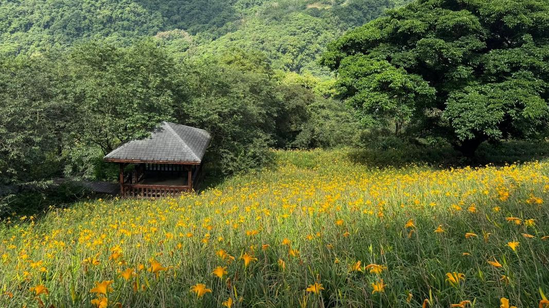 海拔約600至900公尺的沐心泉休閒農場,在園區除了能賞金針花,還能遠眺雪山山脈與台中山城的景色。(圖/翻攝自沐心泉休閒農場臉書)