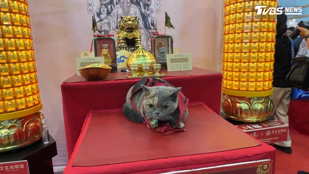 貓博會驚見寵物宮廟 飼主搶替毛孩點燈