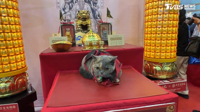 獨/貓咪變廟方主委! 首座寵物宮廟現身博覽會 高雄展覽館卻漏水