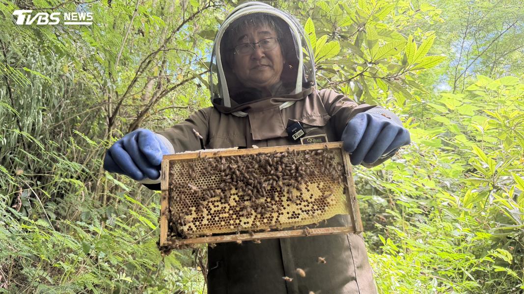 小金門有台灣少見的純種土蜂,又稱中華蜜蜂。(圖/程子奕攝)