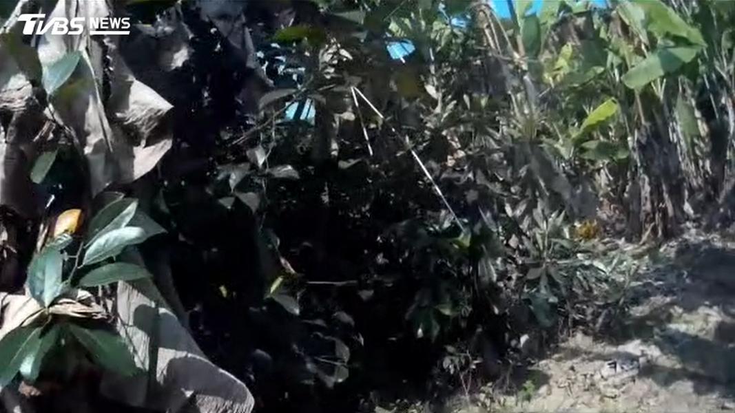 警方於男子家後方香蕉園起獲槍支。(圖/TVBS)