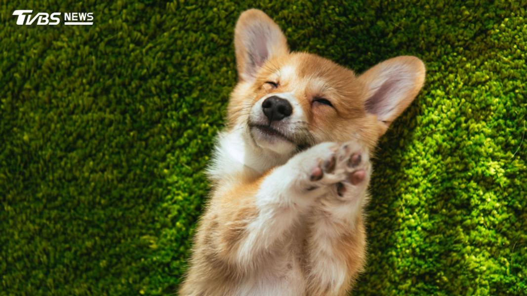 狂犬病致死率100%!苗栗野生鼬獾31例陽性 3大防疫原則一次看