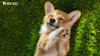 狂犬病致死率100%!苗栗野生鼬獾31例陽性 3大防疫原則一次看