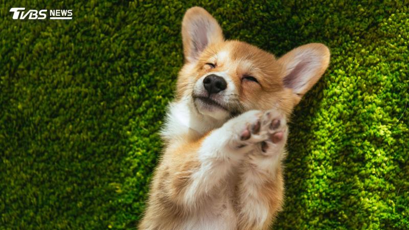 狂犬病致死率100%!苗栗野生鼬獾31例陽性 3大防疫原則一次看