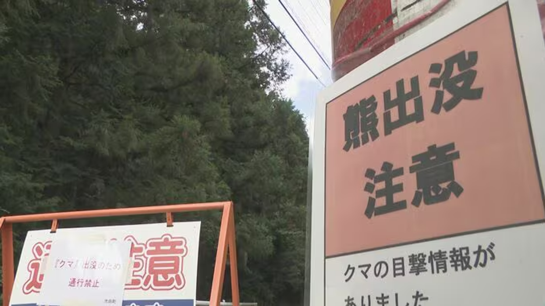 日本頻熊出沒!開車遭1.5米高熊迎面撞 晨跑翁遭熊抓臉濺血