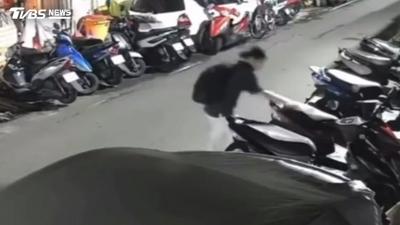 鐵鎚藏包伏擊!「重擊橘貓」釀氣胸 虐貓男最重恐涉2年刑