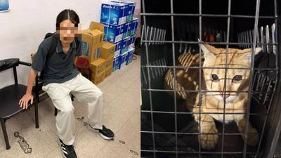 惡劣!三重長髮男「鐵鎚猛敲」橘貓浪浪重傷躲車縫